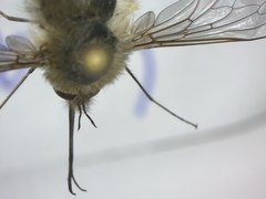 Bombylius cinerascens