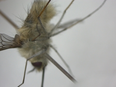 Bombylius cinerascens
