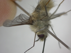 Bombylius cinerascens
