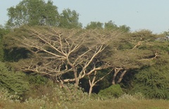 Vachellia leucophloea