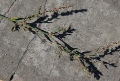 Polygonum aviculare