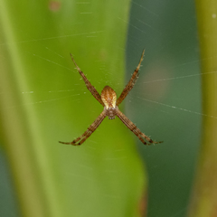 Argiope perforata