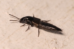 Philonthus carbonarius