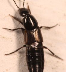 Philonthus carbonarius