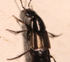 Philonthus carbonarius