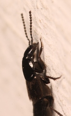 Philonthus carbonarius