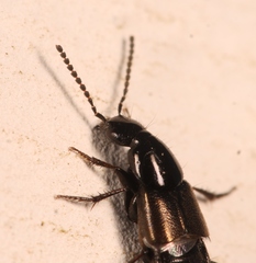 Philonthus carbonarius