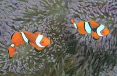 Amphiprion percula