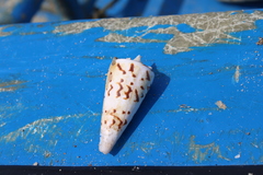 Conus monile