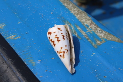 Conus monile