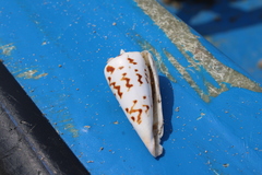 Conus monile