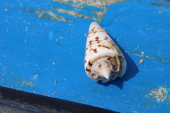 Conus monile