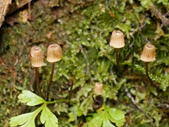 Mycena mamaku
