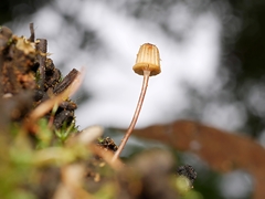Mycena mamaku