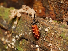 Lemodes atricollis