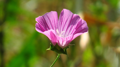 Malva punctata