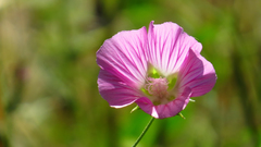 Malva punctata