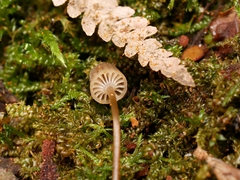 Mycena mamaku