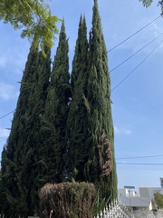 Cupressus