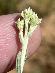 Helichrysum tomentosulum subsp. tomentosulum image