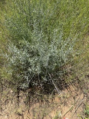 Helichrysum tomentosulum image