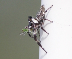 Sandalodes bipenicillatus