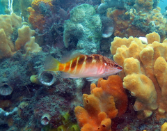 Hypoplectrodes maccullochi