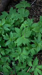 Hydrophyllum tenuipes