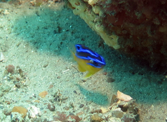 Mecaenichthys immaculatus