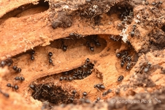 Lasius japonicus