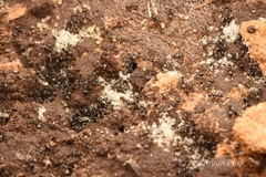 Lasius japonicus