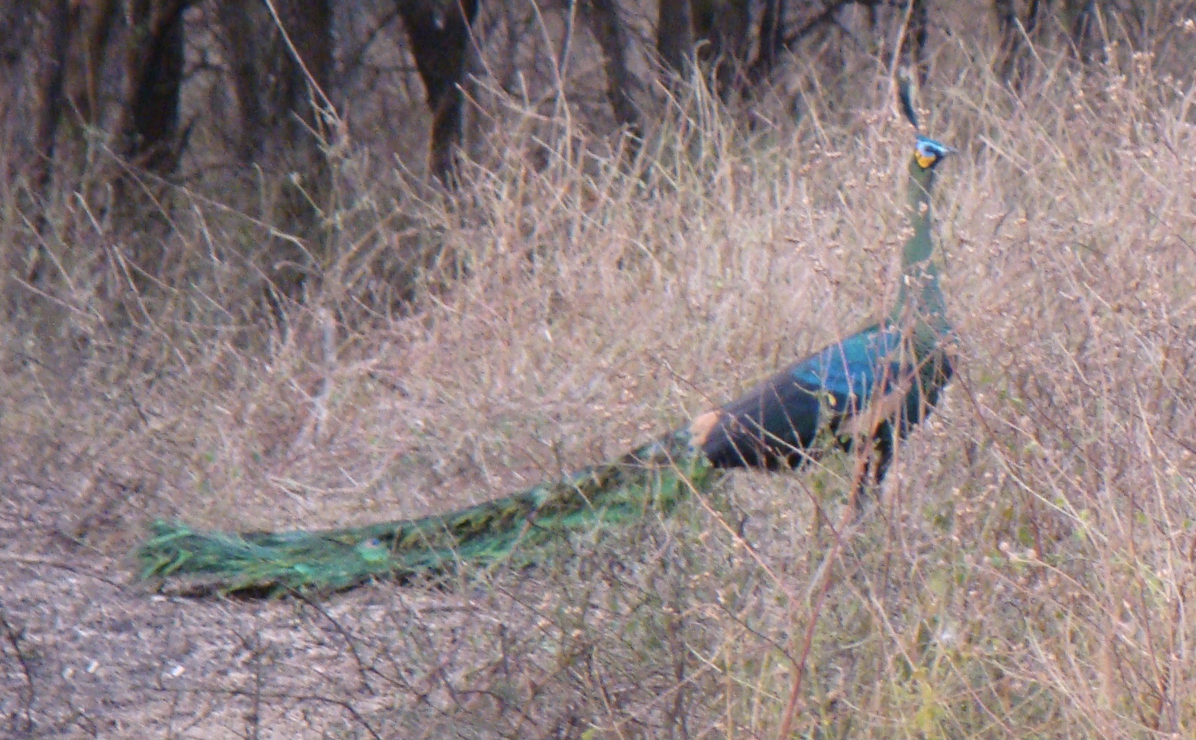 Green Peafowl
