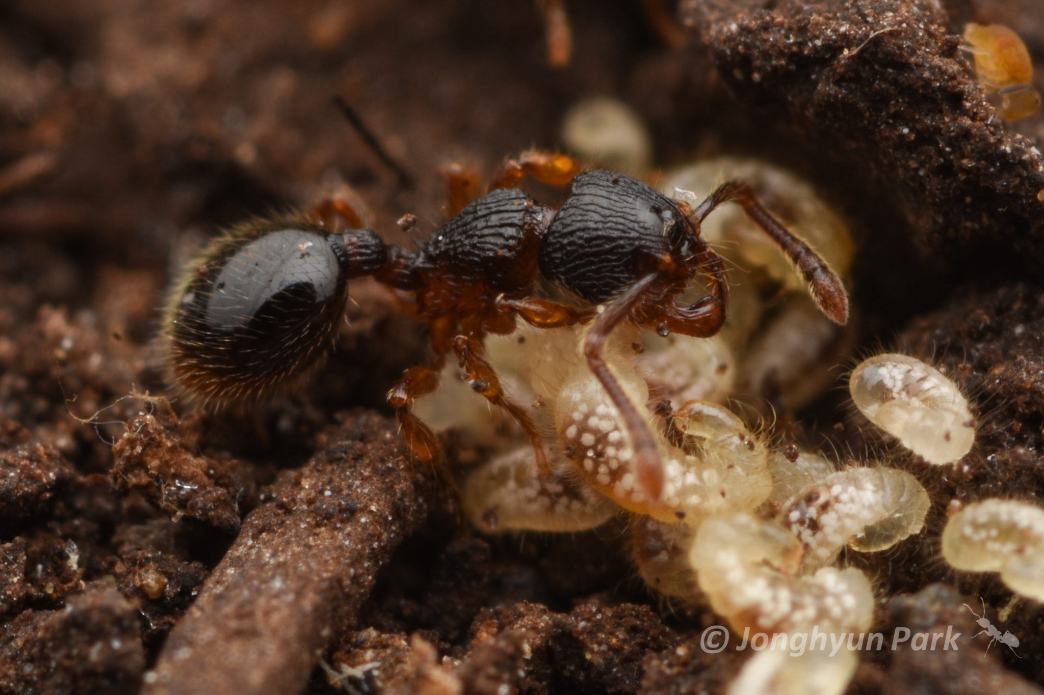 Myrmecina nipponica