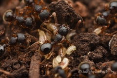 Myrmecina nipponica
