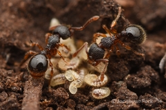 Myrmecina nipponica