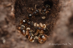 Myrmecina nipponica
