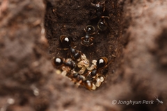 Myrmecina nipponica