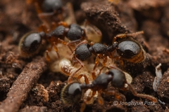 Myrmecina nipponica