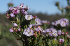 Verticordia plumosa