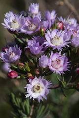 Verticordia plumosa