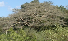 Vachellia leucophloea