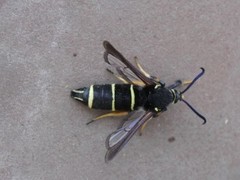 Paranthrene tabaniformis