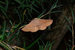 Monoctenia falernaria