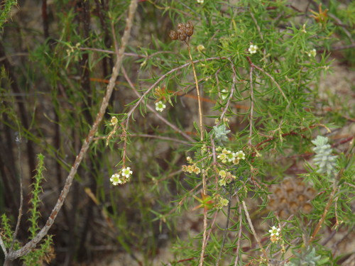 Petalless Bitterbuchu (Diosma pedicellata)