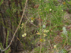 Diosma pedicellata