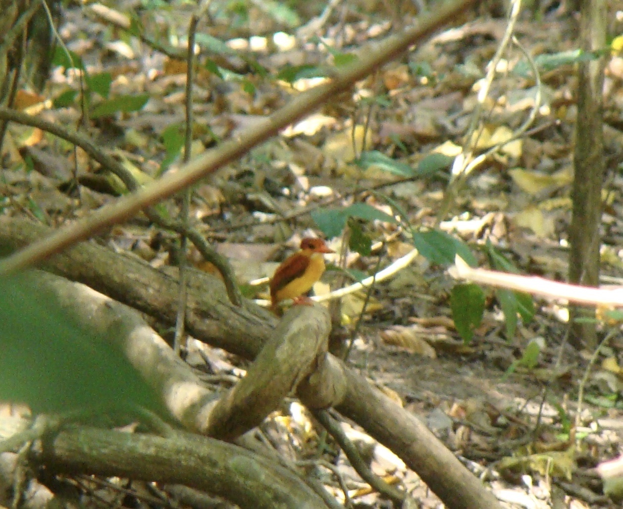 Black-backed Dwarf Kingfisher