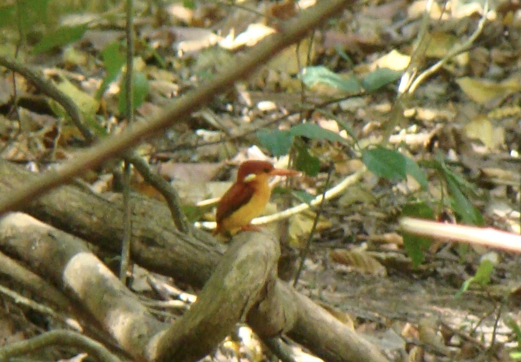 Black-backed Dwarf Kingfisher