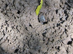 Parasesarma