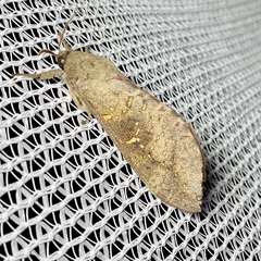 Oxycanus