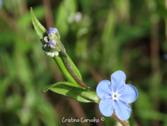 Omphalodes nitida